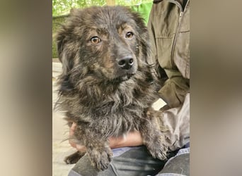 Eddie – kleine verletzte Seele sucht Menschen mit Herz und Geduld