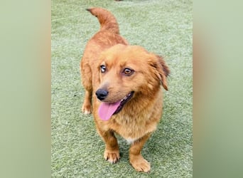 Katzenverträgliche , kleine Zoe