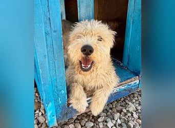 Cooper, plötzlich ist sein Zuhause weg...