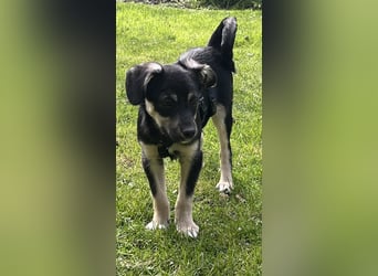 Kurti - Welpe sucht liebevolles Zuhause