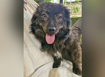 Eddie – kleine verletzte Seele sucht Menschen mit Herz und Geduld