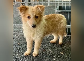Lani – kleines Hundekind auf der Suche nach Geborgenheit