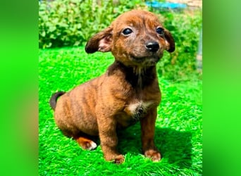 Nisha, kleines Mädchen sucht ihr großes Glück