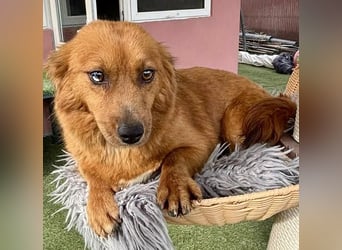 Katzenverträgliche , kleine Zoe