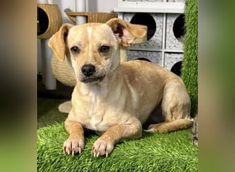 Kleines Hundemädchen Anila