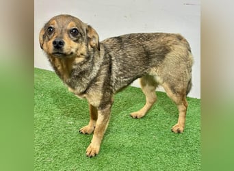 Zartes Hundemädchen Netty