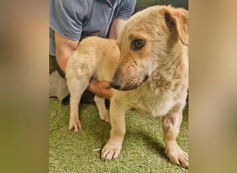 Chaplin – kleiner Hundemann sucht sein großes Glück