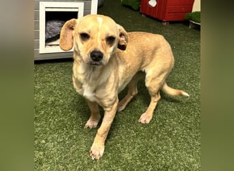 Kleines Hundemädchen Anila