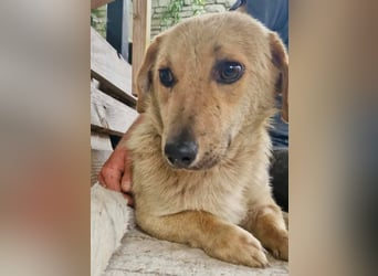 Chaplin – kleiner Hundemann sucht sein großes Glück