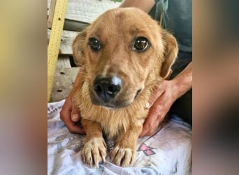 Perry, kleiner Schatz sucht wieder ein Zuhause