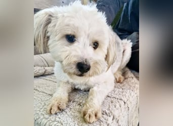 Snoopy – kleiner Gute-Laune-Hund sucht sein Glück