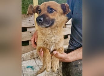 Kleiner Thor sucht sein großes Glück