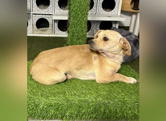 Kleines Hundemädchen Anila