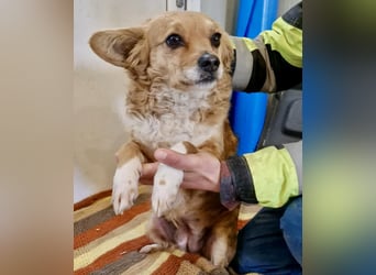 Liebe, kleine Schmusemaus Maya