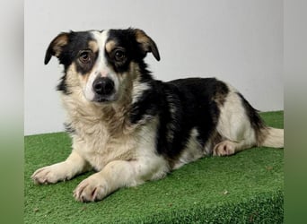 Dankbare, sanfte AIDA