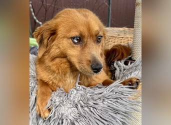 Katzenverträgliche , kleine Zoe