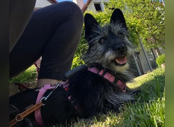 Fröhliche Terrier-Mix-Hündin Finja sucht liebevolles Zuhause