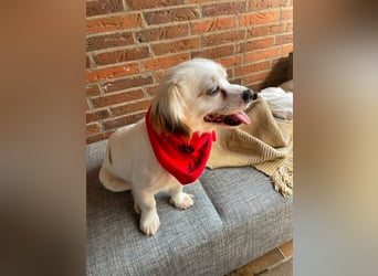 Ulli - entspannter Familienhund zum Verlieben