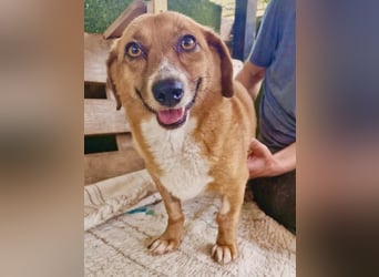 Tapsy, kleines Herz sucht Geborgenheit