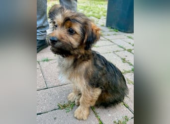 Zuckersüßes Welpenmädchen Elsie - geboren, um zu leben.
