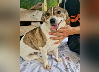Lara, kleine Maus sucht wieder Liebe