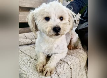Snoopy – kleiner Gute-Laune-Hund sucht sein Glück
