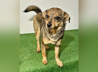 Zartes Hundemädchen Netty