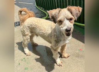 Carino – kleiner Herzenshund sucht seine Menschen