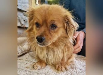 Bailey – kleiner Sonnenschein sucht sein Glück