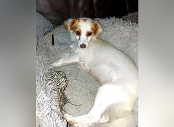 Katzenverträgliche, verschmuste kleine Elli sucht ländliches Zuhause