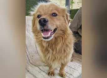 Socke – fröhlicher kleiner Grinsebär sucht sein Glück
