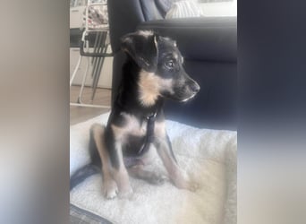 Kurti - Welpe sucht liebevolles Zuhause