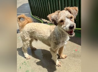 Carino – kleiner Herzenshund sucht seine Menschen