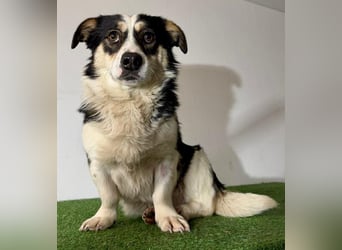 Dankbare, sanfte AIDA