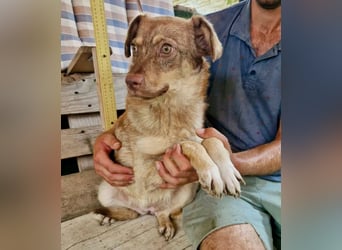 Sanfte Bambi sucht Menschen, die ihre Seele heilen