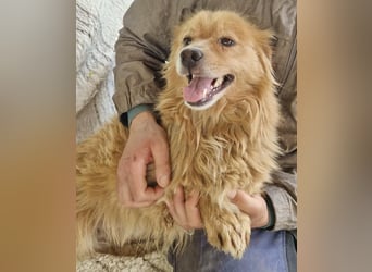 Socke – fröhlicher kleiner Grinsebär sucht sein Glück