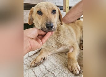 Chaplin – kleiner Hundemann sucht sein großes Glück