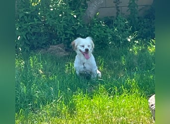 Ulli - entspannter Familienhund zum Verlieben