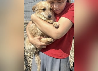 Lani – kleines Hundekind auf der Suche nach Geborgenheit