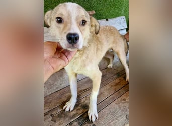 Dawn, kleiner Kämpfer mit großem Herzen sucht seine Familie