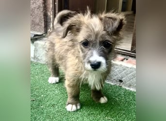 Milly sucht ihr großes Glück