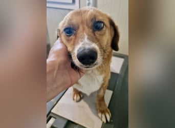 Tapsy, kleines Herz sucht Geborgenheit