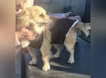 32cm Mini Männlein Janni