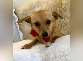 Katzenfreundliches Mini Mäuschen Stella