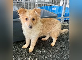 Lani – kleines Hundekind auf der Suche nach Geborgenheit