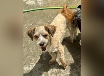 Carino – kleiner Herzenshund sucht seine Menschen