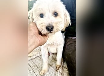 Snoopy – kleiner Gute-Laune-Hund sucht sein Glück