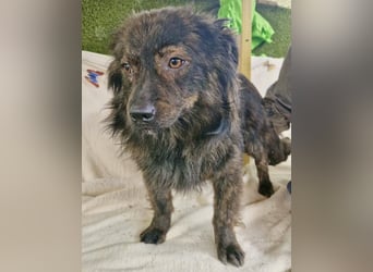 Eddie – kleine verletzte Seele sucht Menschen mit Herz und Geduld
