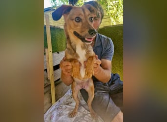 Souly, kleine Kämpferin sucht ihr Glück
