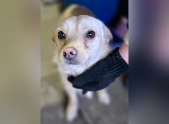 Kleines, zartes Männlein Justus